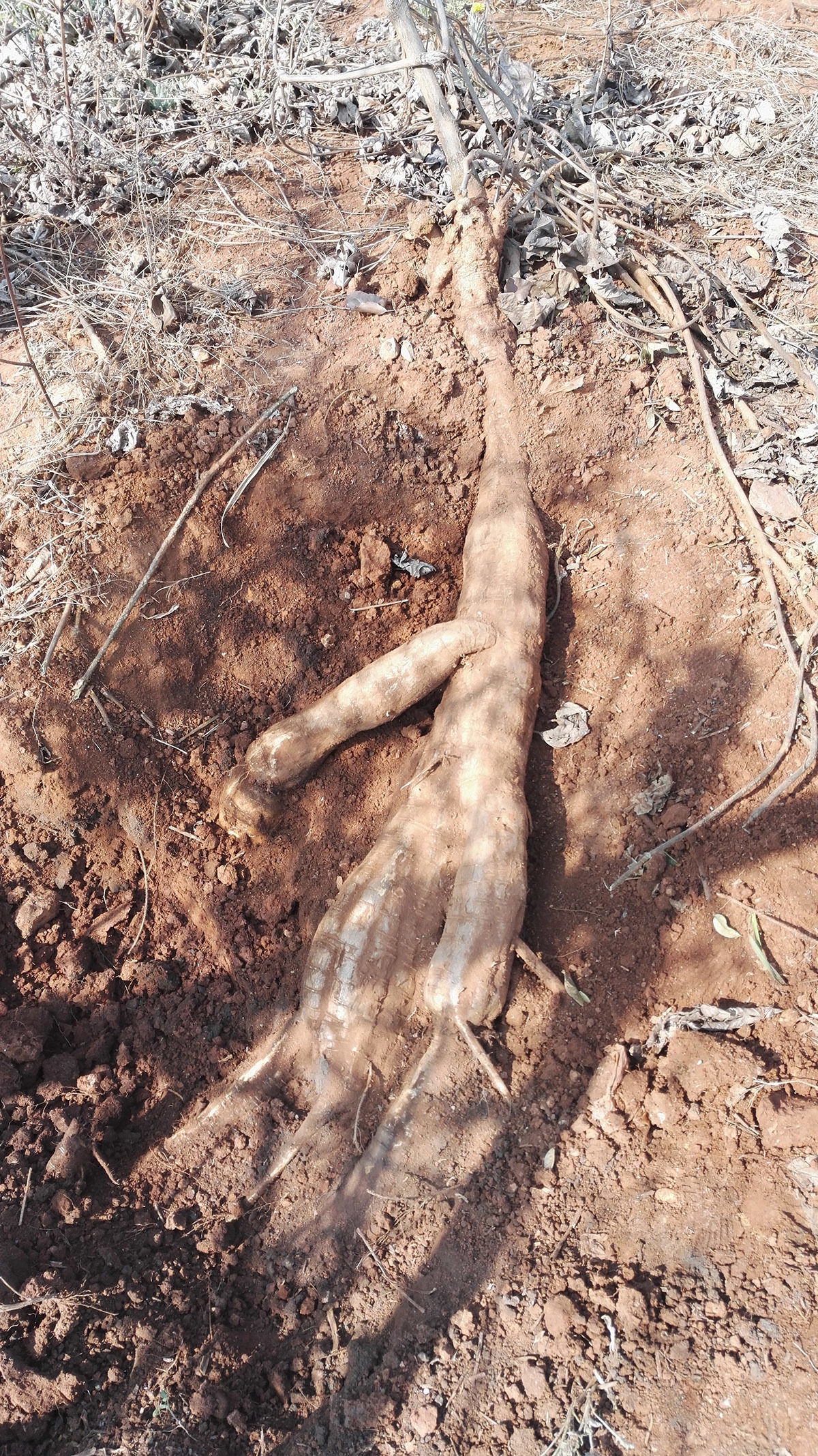 生長在基地的葛根