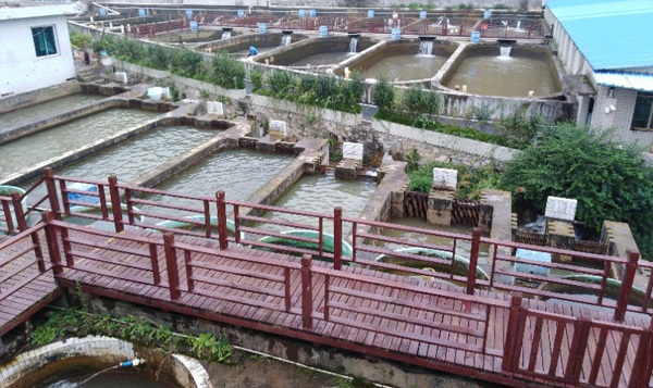Four regulatory techniques of ammonia nitrogen in aquaculture ponds