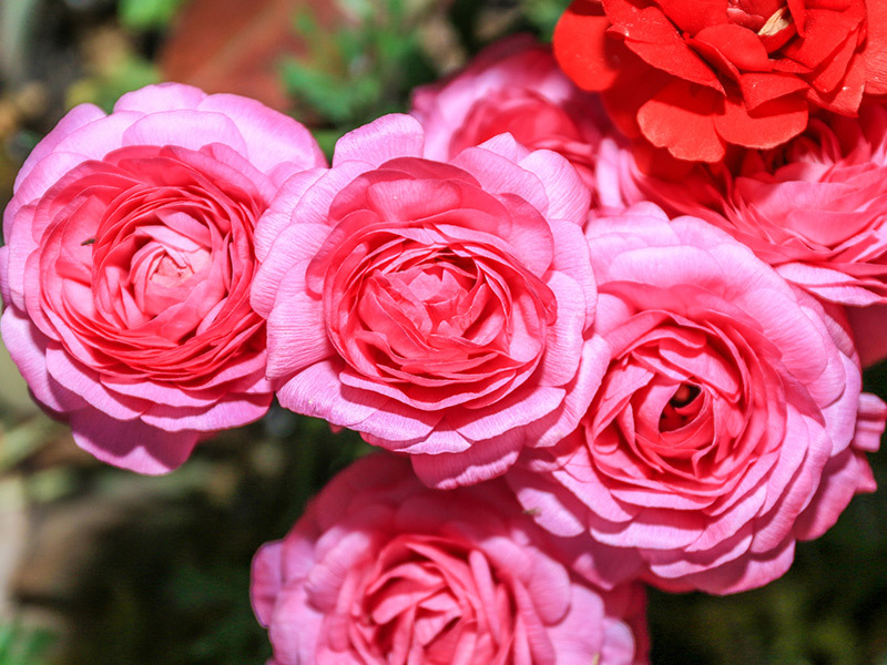 The peony just came to an end, and the peony is about to debut