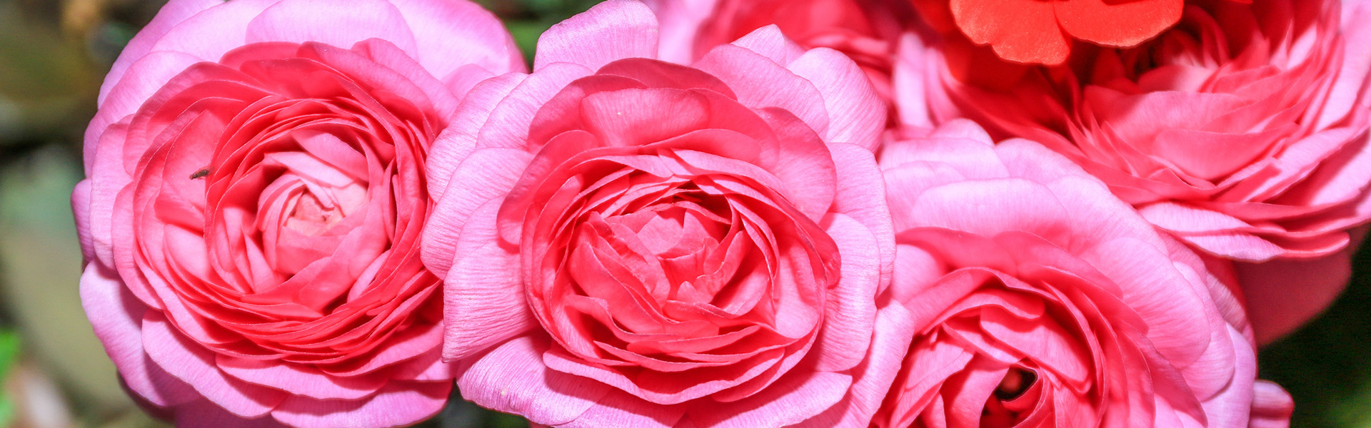 FLOWER APPRECIATION