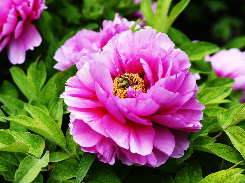 Baixiang Han Peony Garden blooms in different seasons and opens to welcome spring