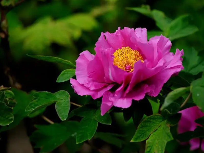 See peonies on the mountain and peonies at the foot of the mountain - this sea of flowers, thousands of flowers are waiting for you to come!