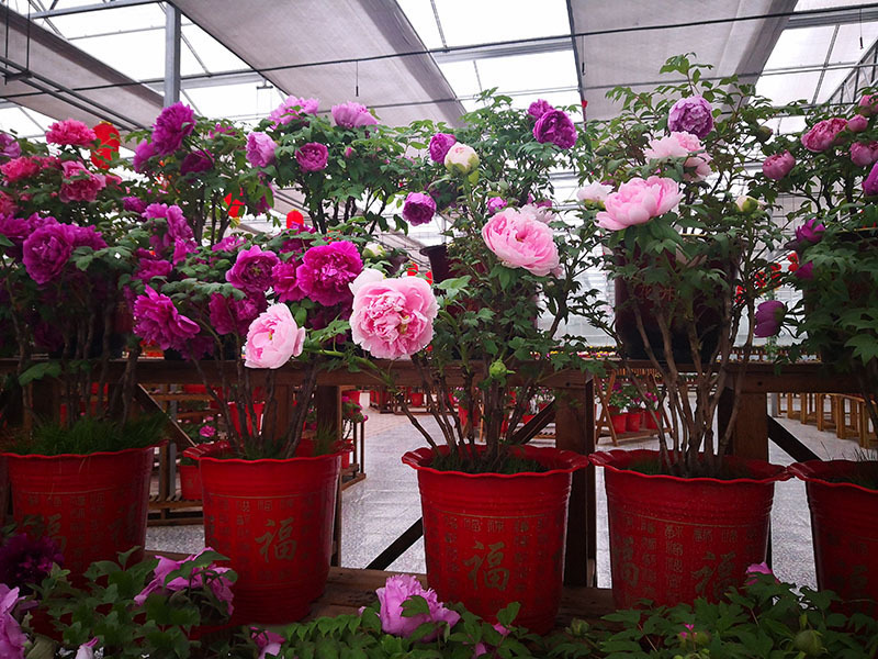 Potted Peonies