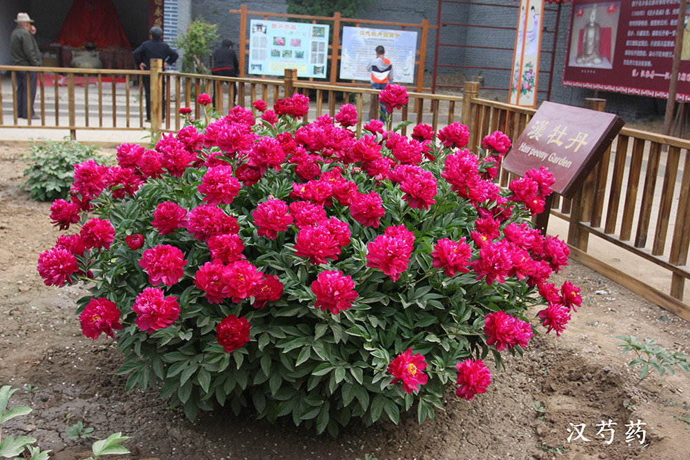 汉芍药