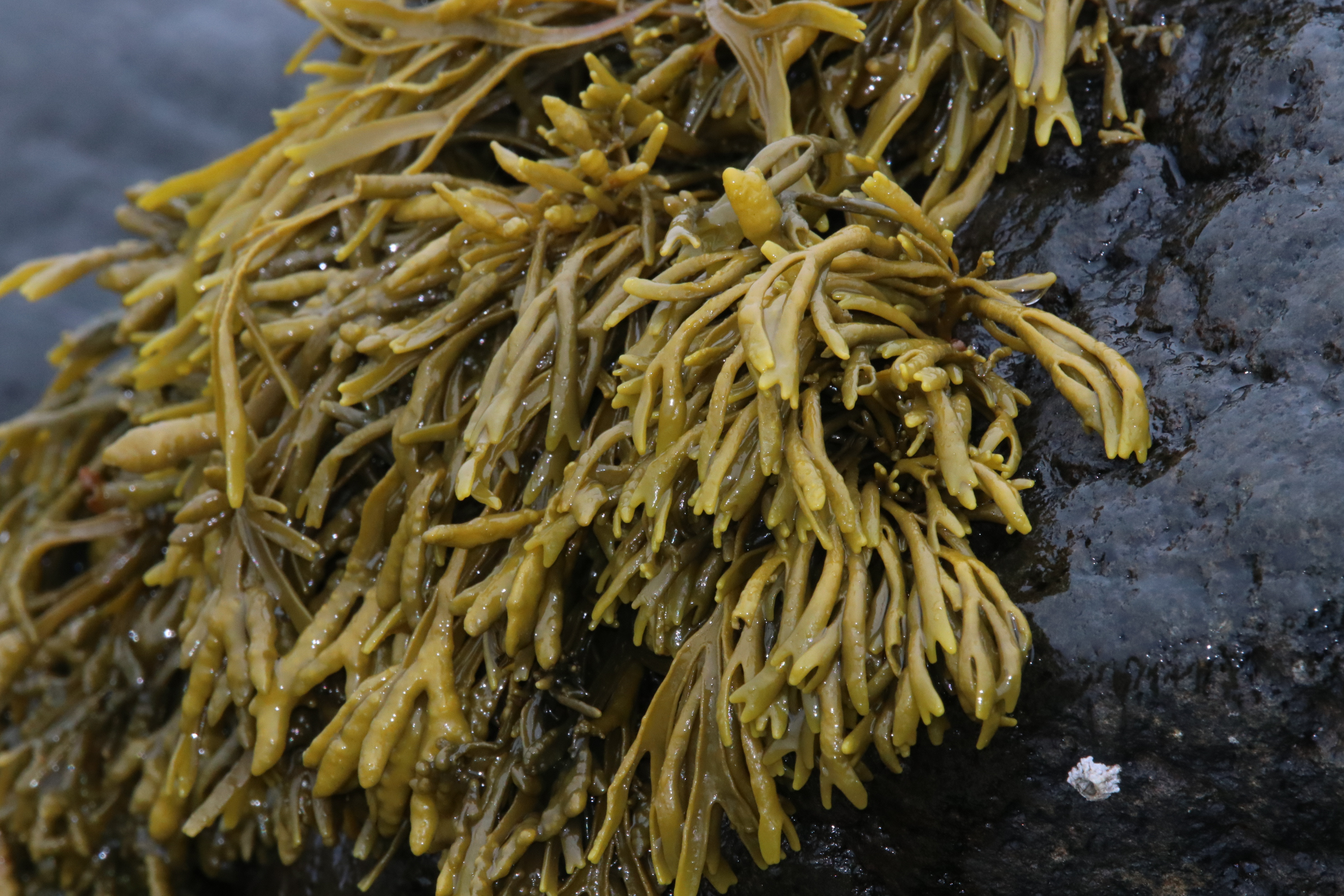 fromSeaweed Film