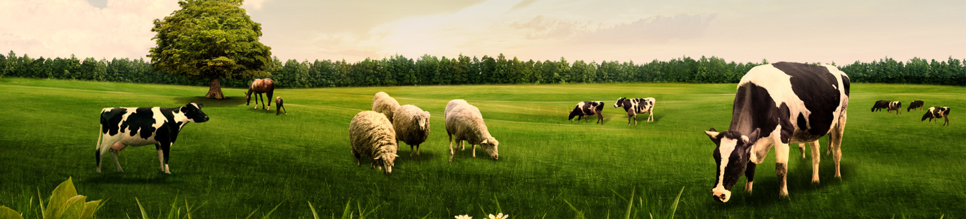 Clean And Health Livestock