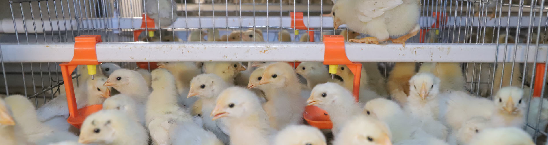H type pullet chick cage equipment