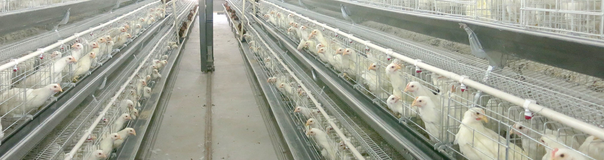 A type of layer cage equipment