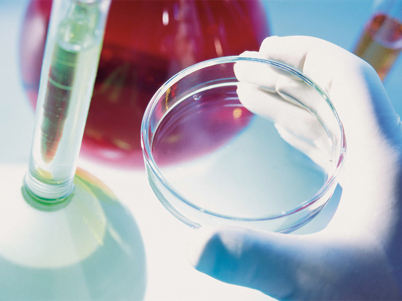 What is a Petri dish?