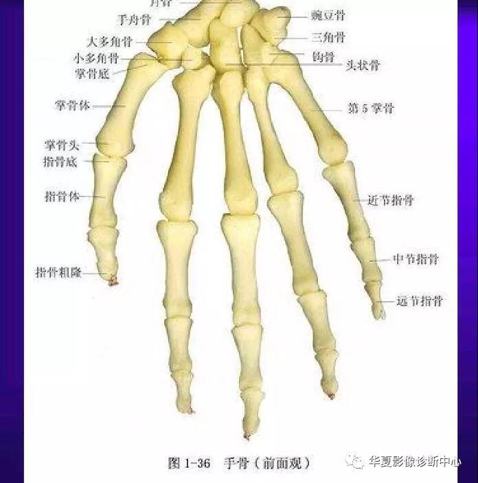 迪恩醫(yī)療