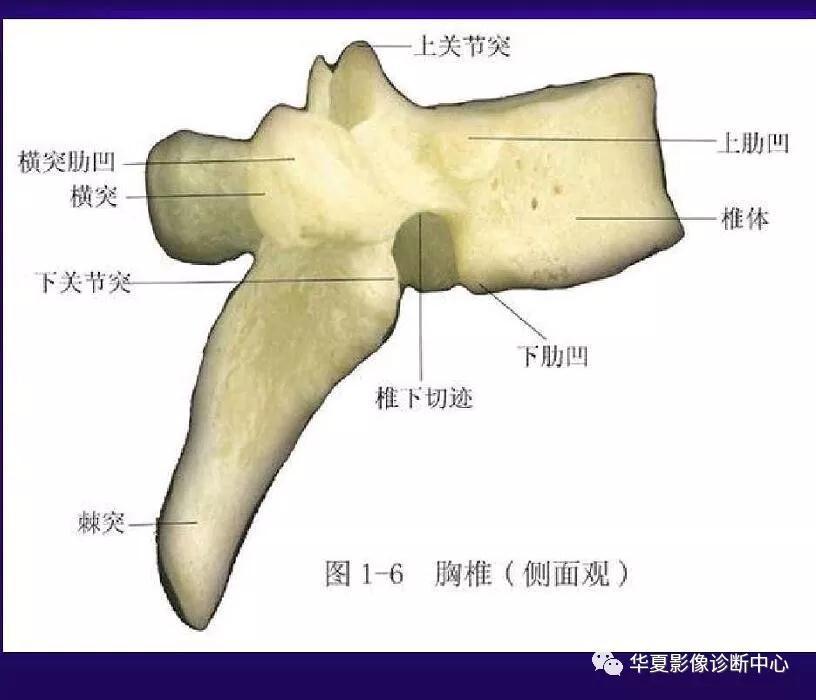 迪恩醫(yī)療