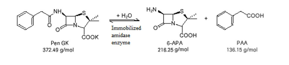 6-APA