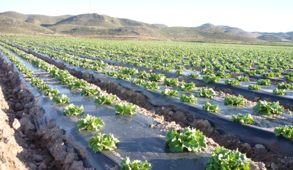 agricultural mulch film