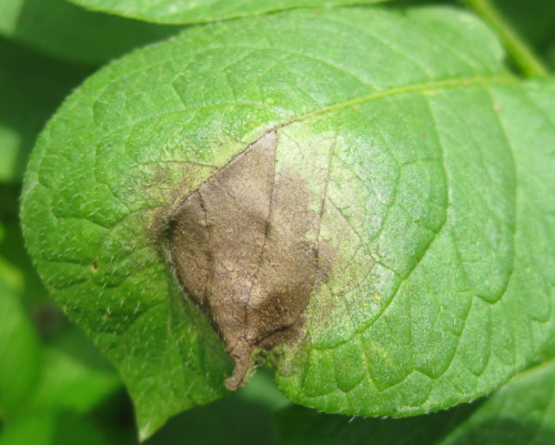 Agricultural fungicide