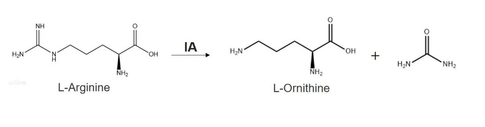 L-ornithine