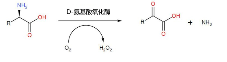 D-amino acids