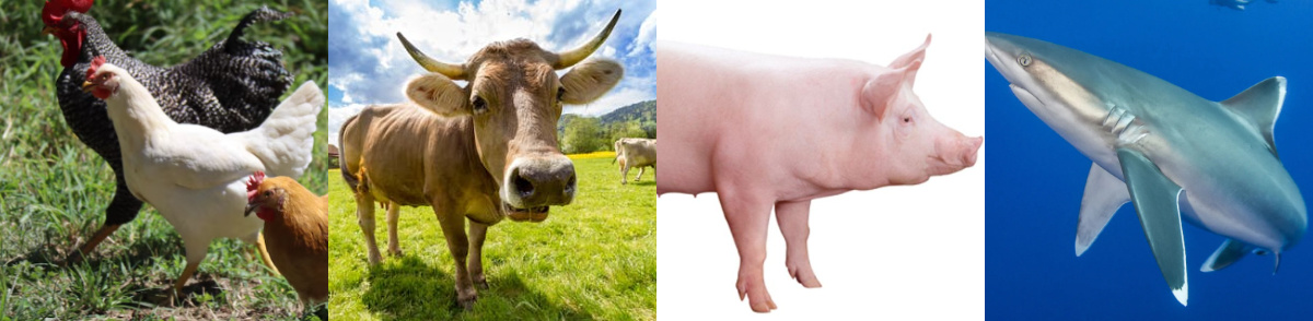 Chicken, cow, pig, shark