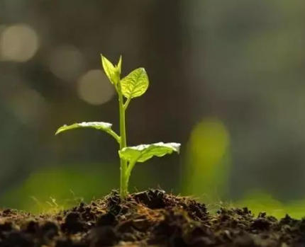 Agricultural fungicide