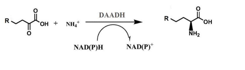 D-amino acids