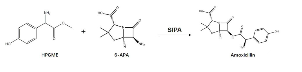 synthesis of amoxicillin