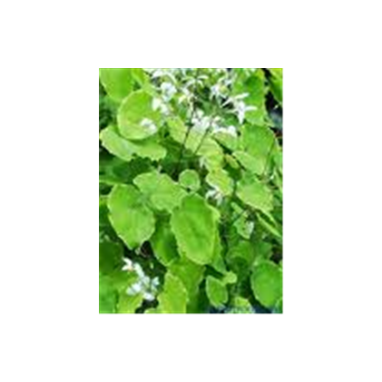 Epimedium Extract