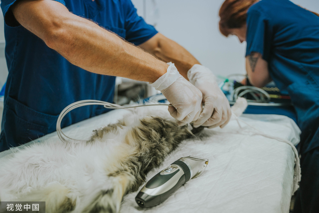Veterinary Assistant -- Pet Endoscope