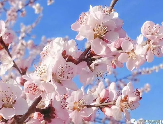 春风有信，花开有期—-曹职院桃花摄影大赛圆满结束