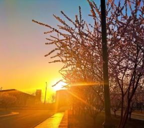 三月春风起 桃花处处 浓曹职院桃花摄影大赛结果公布啦！