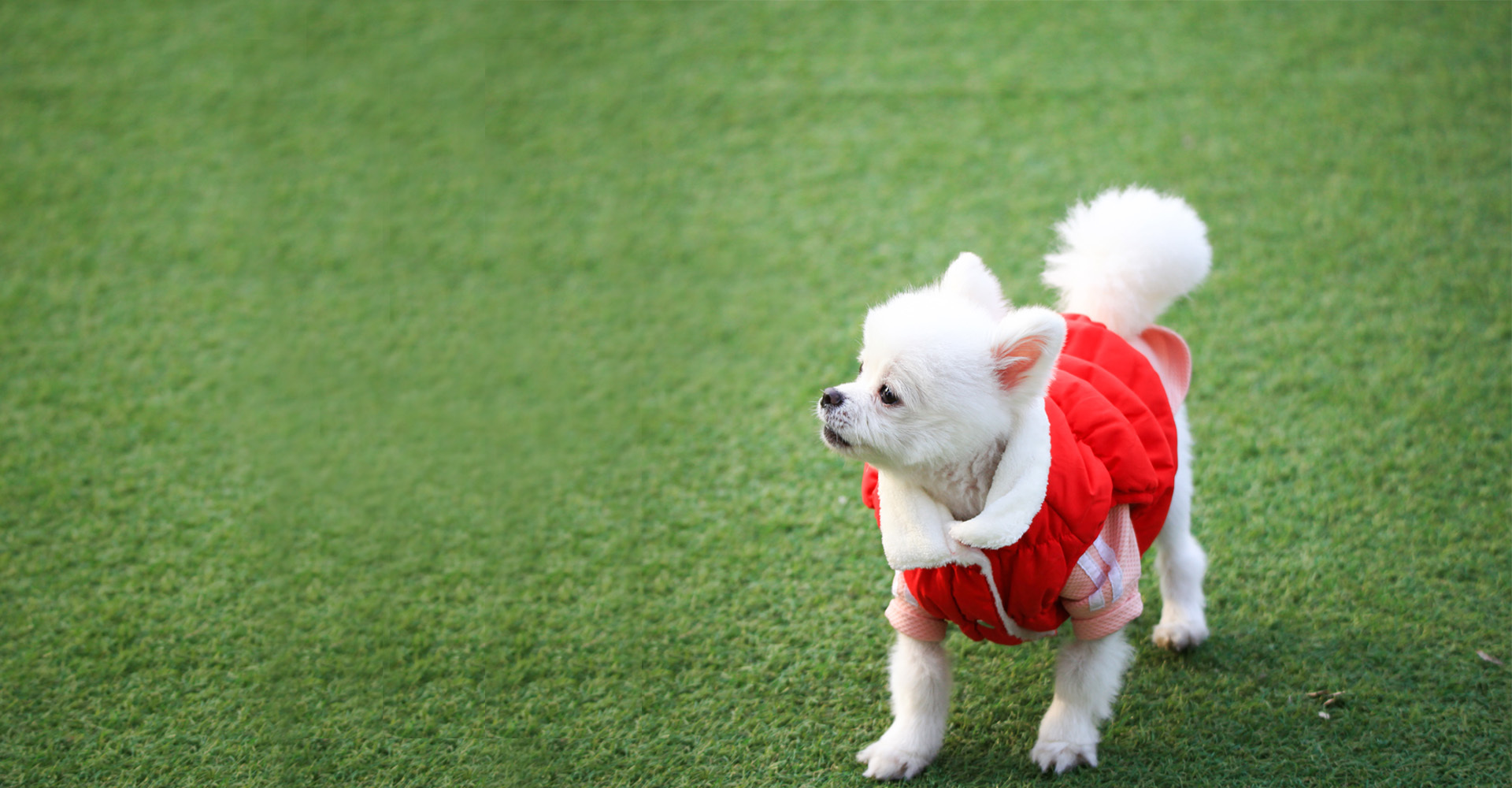 Pet Clothing