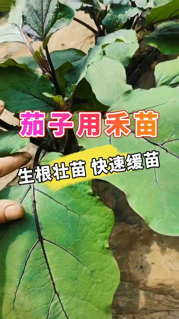茄子用禾苗丨生根壮苗，快速缓苗
