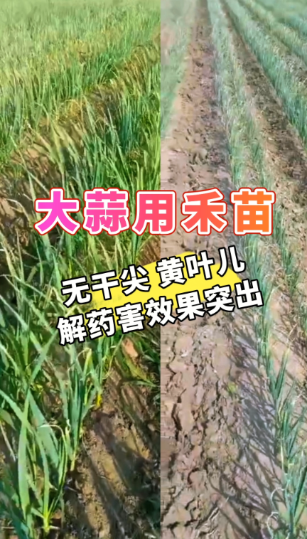 大蒜用禾苗丨无干尖黄叶儿，解药害效果突出