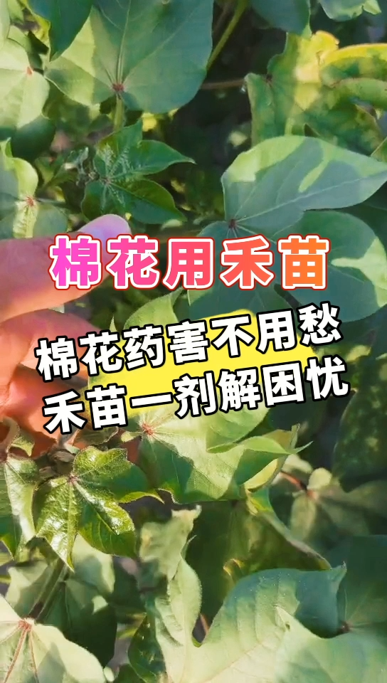 棉花用禾苗丨棉花药害不用愁，禾苗一剂解困忧