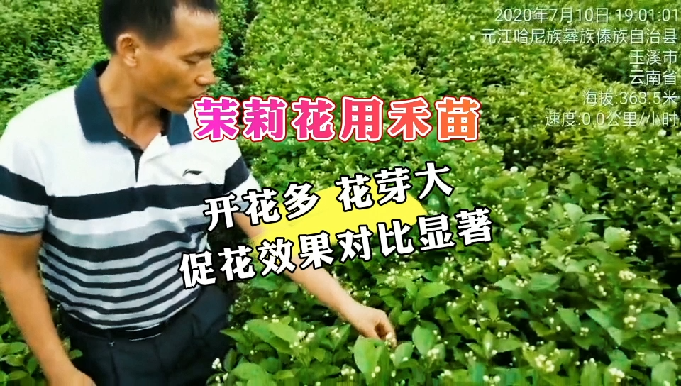 茉莉花用禾苗 | 开花多 花芽大 促花效果对比显著