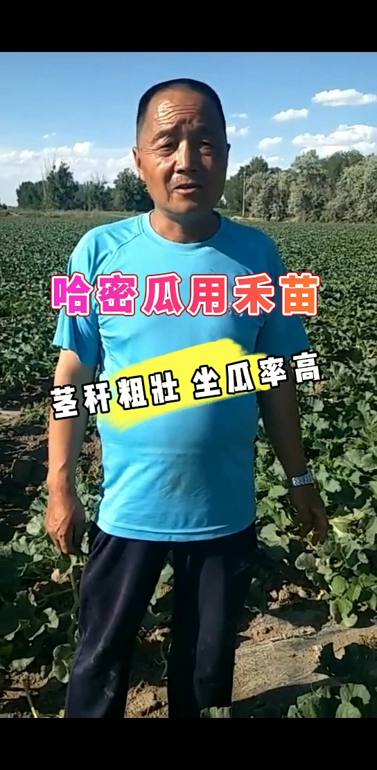 哈密瓜用禾苗  |  茎杆粗壮，坐瓜率高