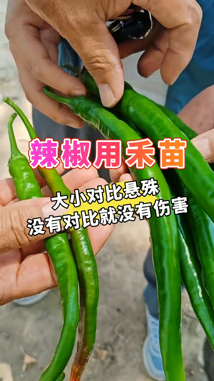 辣椒用禾苗丨大小对比悬殊，没有对比就没有伤害