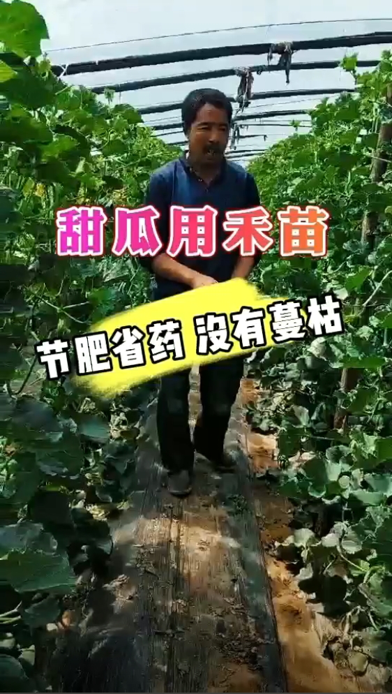 甜瓜用禾苗 | 节肥省药 没有蔓枯