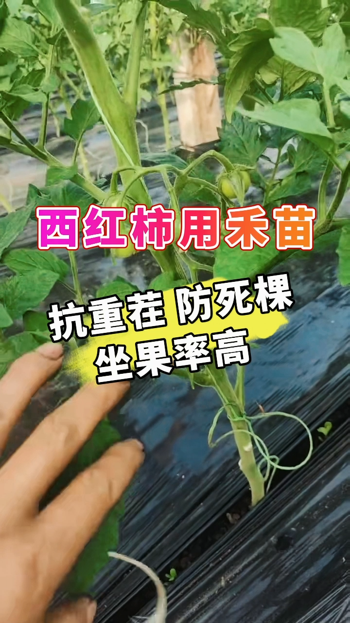西红柿用禾苗 | 根抗重茬，防死棵，坐果率高