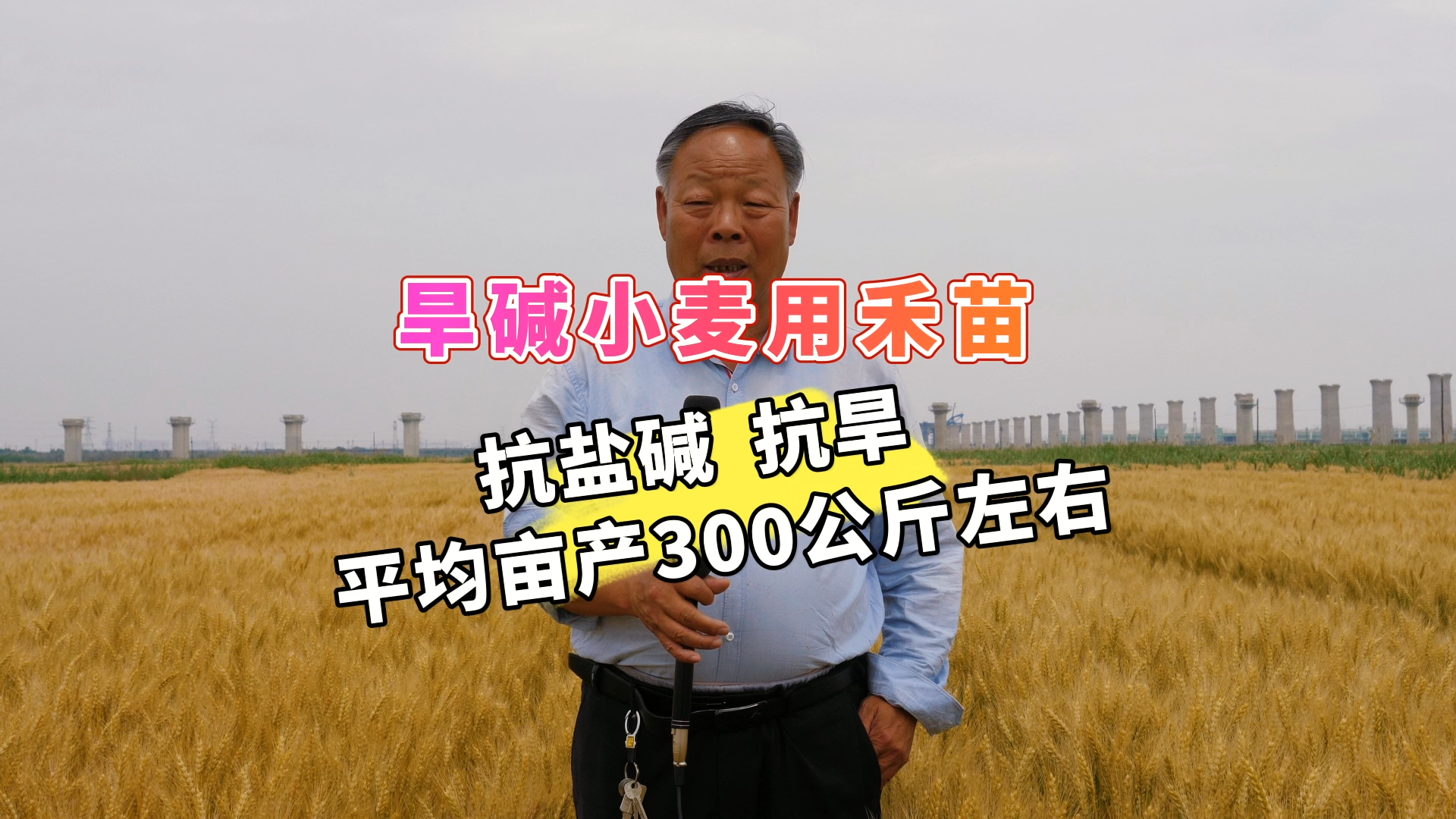 旱碱小麦用禾苗丨抗盐碱，抗旱，平均亩产300公斤左右
