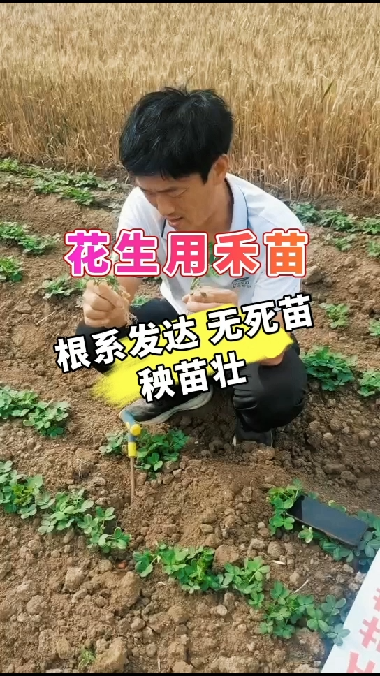 花生用禾苗 | 根系发达 无死苗 秧苗壮