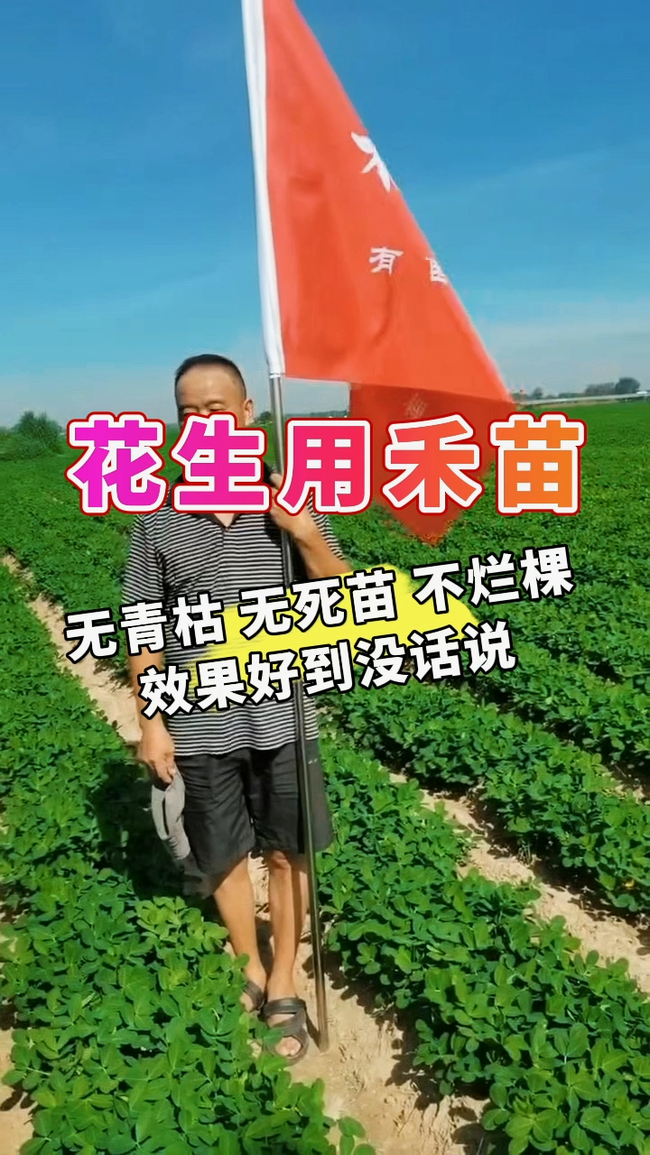 禾苗