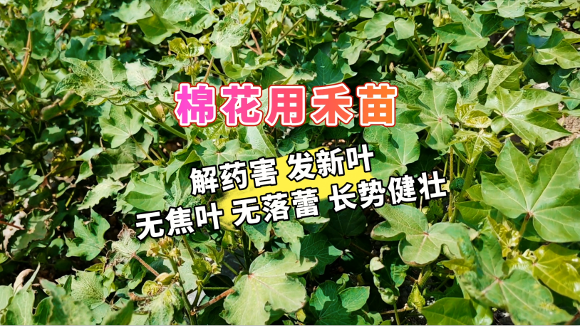 棉花用禾苗丨解药害发新叶，无焦叶，无落蕾，长势健壮