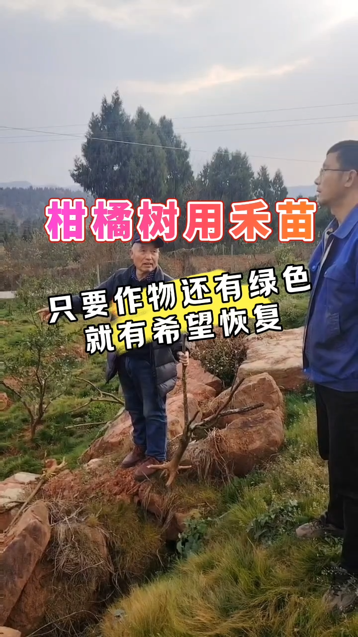 柑橘树用禾苗 | 只要作物还有绿色，就有希望恢复