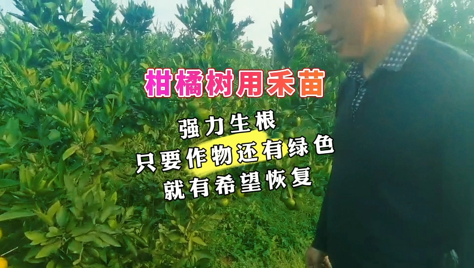 柑橘树用禾苗 | 强力生根，只要作物还有绿色，就有希望恢复