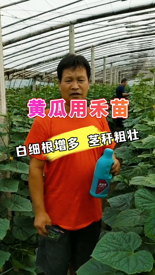 黄瓜用禾苗 | 白细根增多，茎杆粗壮