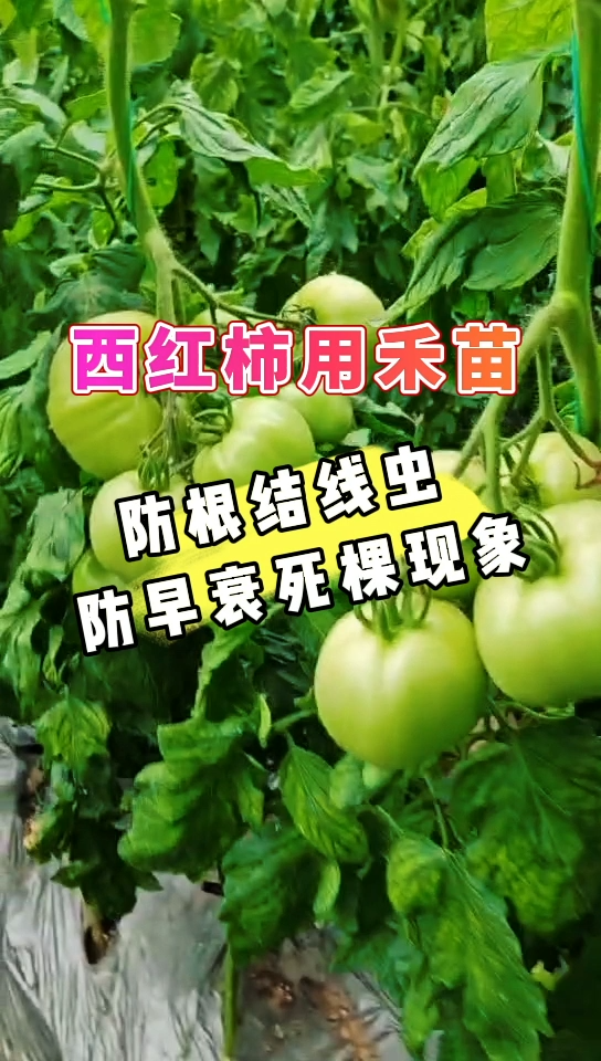 西红柿用禾苗 | 防根结线虫，防早衰死棵现象