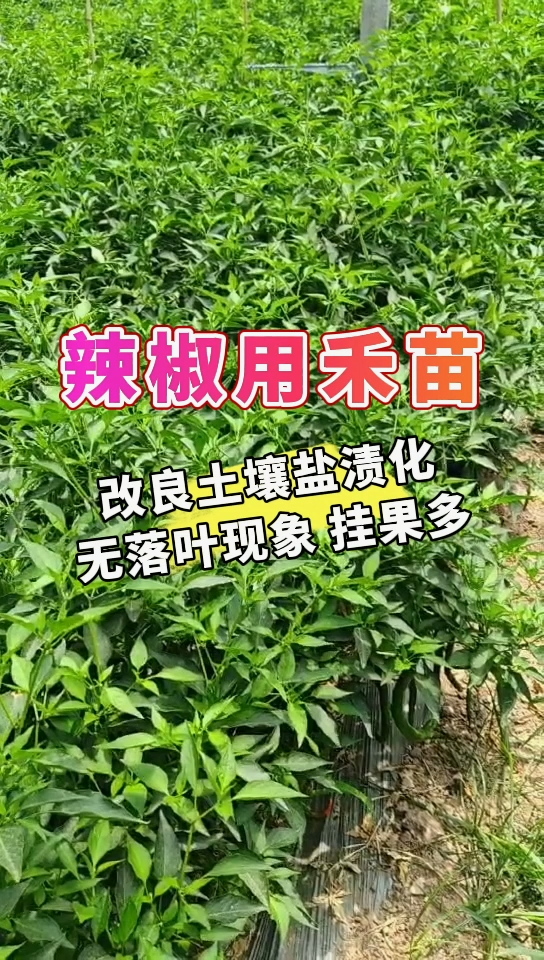 辣椒用禾苗丨改良土壤盐渍化，无落叶现象，挂果多