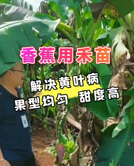 香蕉用禾苗 | 解决黄叶病，果型均匀，甜度高