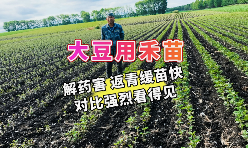 大豆用禾苗丨解药害，返青缓苗快，对比强烈看得见