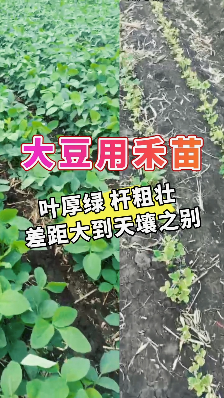 禾苗