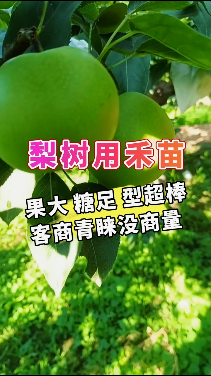 禾苗